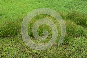 Juncus effusus Soft rush