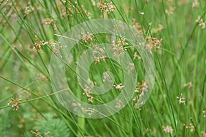 Juncus effusus Soft rush