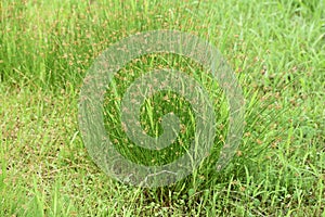 Juncus effusus Soft rush