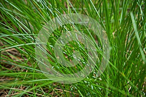 Juncus effusus Soft rush is used for Tatami mat materials in Japan.