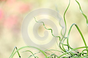 Juncus Effusus Spiralis Or Corkscrew Rush