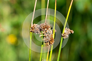Juncus, rushes dried flowers closeup selective focus