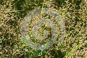 Juncus subnodulosus, the blunt-flowered rush growing in europe