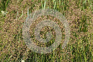 Juncus subnodulosus, the blunt-flowered rush growing in europe