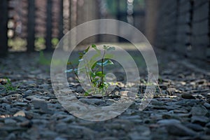 June 15 2022: Oswiecim, Poland. Young green plant growing between Electrified fence in Auschwitz Concentration Camp