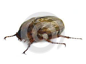 June beetle