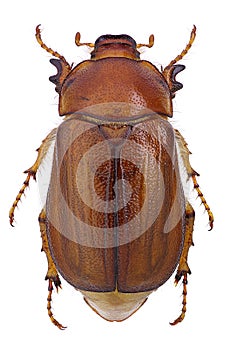 June beetle (Amphimallon vernale) photo