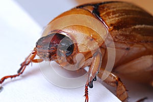 June Beetle European Chafer