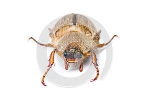 June beetle isolated on white