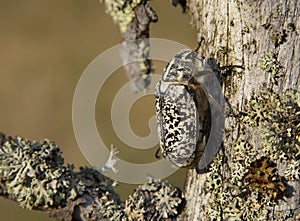 June beetle - Walker - Polyphylla fullo