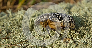 June beetle - Walker - Polyphylla fullo