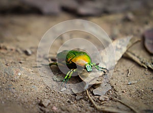 june bettle or green bug