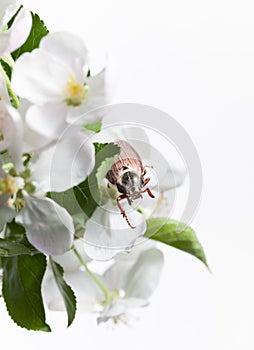 June Bug on apple flower