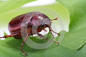 June bug on green leaf photo