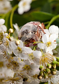 June Bug in hawthorn inflorescence