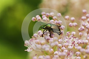 June Bug On The Meadowsweet Plant