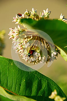 June bug on milkweed