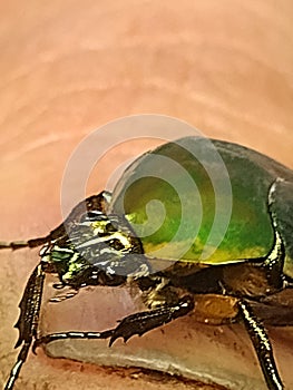 June bugs face upclose