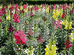 June Flowers in Rochester, England