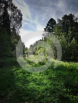 June forest, Taganay park