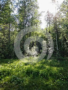 June forest, Taganay park