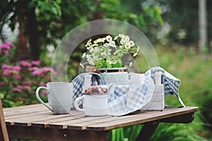 June or july garden scene with fresh picked organic wild strawberry and chamomile flowers