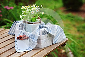 June or july garden scene with fresh picked organic wild strawberry and chamomile flowers on wooden table outdoor