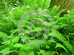 June Lush Ferns