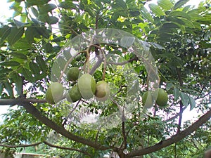 June plum (Spondias dulcis) or ambarella or golden apple tropical fruit on a plant.