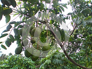 June plum (Spondias dulcis) or ambarella or golden apple tropical fruit on a plant.