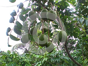 June plum (Spondias dulcis) or ambarella or golden apple tropical fruit on a plant.