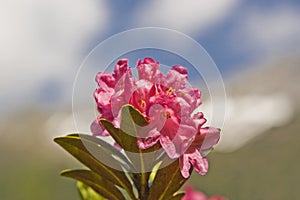 Alpine roses bloom in the mountains photo