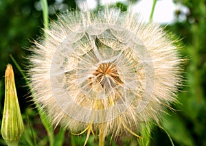 June. Some wildflowers are covered with seeds with lightweight fuzz-parachutes.