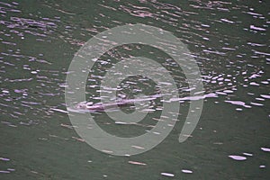 Juneau, Alaska: A harbor seal