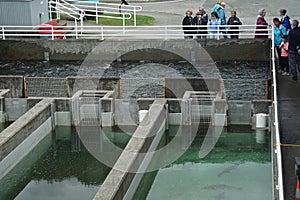 Juneau, Alaska: Tourists at the Macaulay Salmon Hatchery