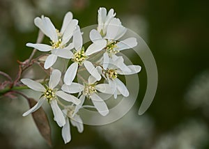 Juneberry, Amelanchier lamarckii