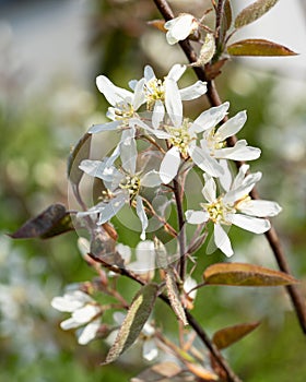Juneberry, Amelanchier lamarckii