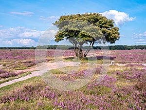 Juneberry, Amelanchier lamarkii, tree, footpath and blooming heather, heathland Westerheide, Gooi, Netherlands