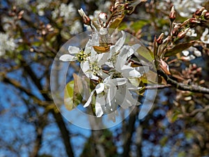 Juneberry, shadbush or snowy mespilus (amelanchier lamarckii) \'Ballerina\' flowering with white flowers