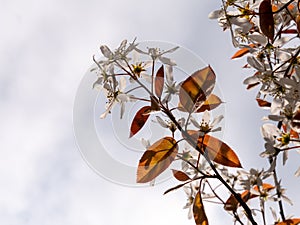 Juneberry or snowy mespilus, Amelanchier lamarkii, branches with brown leaves and white flowers in spring, Netherlands