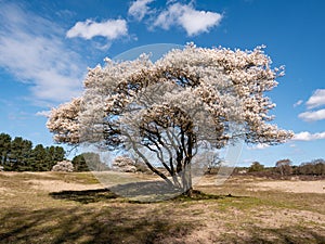 Juneberry tree, Amelanchier lamarkii, blooming in spring in nature reserve Zuiderheide, North Holland, Netherlands photo