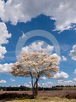 Juneberry tree, Amelanchier lamarkii, blooming in Zuiderheide nature reserve in Het Gooi, North Holland, Netherlands photo