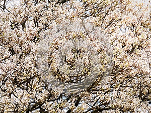 Juneberry tree, Amelanchier lamarkii, many white flowers in blooming tree, Netherlands