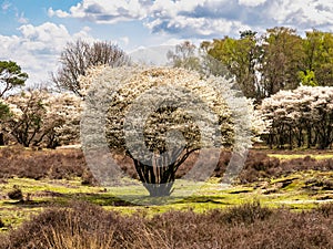 Juneberry trees, Amelanchier lamarkii, blooming in Zuiderheide nature reserve in Het Gooi, North Holland, Netherlands