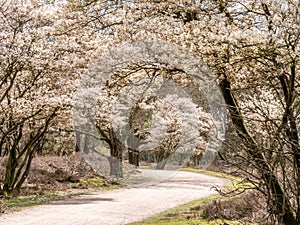 Juneberry trees, Amelanchier lamarkii, blooming in Zuiderheide nature reserve in Het Gooi, North Holland, Netherlands