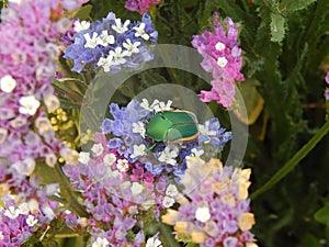 Junebug Beetle Feasting on Flowers photo