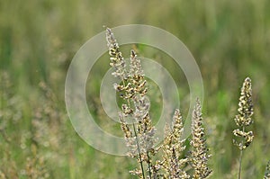 Junegrass meadow background