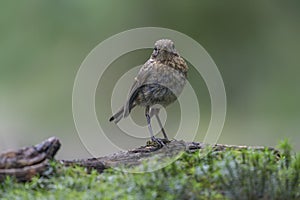 Junenile robin Erithacus rubecula on a branch