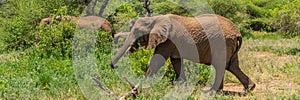 Jung african bush elephants  in the Tarangire National Park in Tanzania