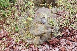 Jung baboon